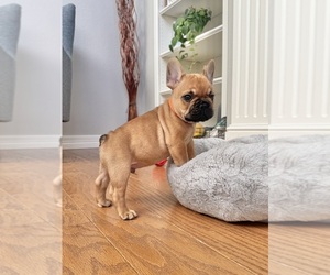 French Bulldog Puppy for sale in AURORA, CO, USA
