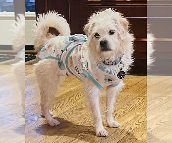 Medium Photo #2 Shih Tzu-Unknown Mix Puppy For Sale in Germantown, OH, USA