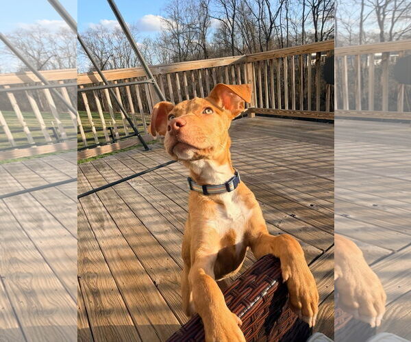 Medium Photo #2 American Pit Bull Terrier-Unknown Mix Puppy For Sale in Germantown, OH, USA