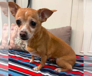 Chihuahua Dogs for adoption in Bloomingdale, NJ, USA