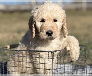 Goldendoodle Puppy for sale in MARYVILLE, MO, USA