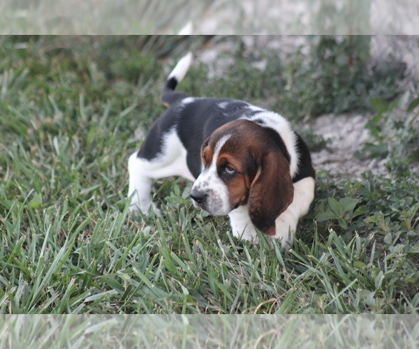 Medium Photo #9 Basset Hound Puppy For Sale in MEMPHIS, MO, USA