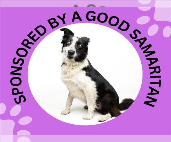 Medium Photo #2 Border Collie Puppy For Sale in Santa Cruz, CA, USA