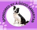 Small #1 Border Collie