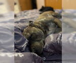 Small #1 American Pit Bull Terrier Mix