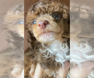 Poodle (Toy) Dogs for adoption in VENETA, OR, USA