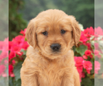 Small #4 Golden Retriever