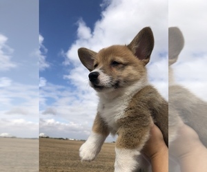 Pembroke Welsh Corgi Puppy for sale in ARTHUR, IL, USA