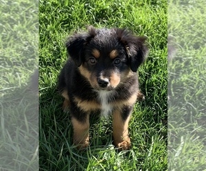 Miniature Australian Shepherd Puppy for sale in MC LEAN, IL, USA