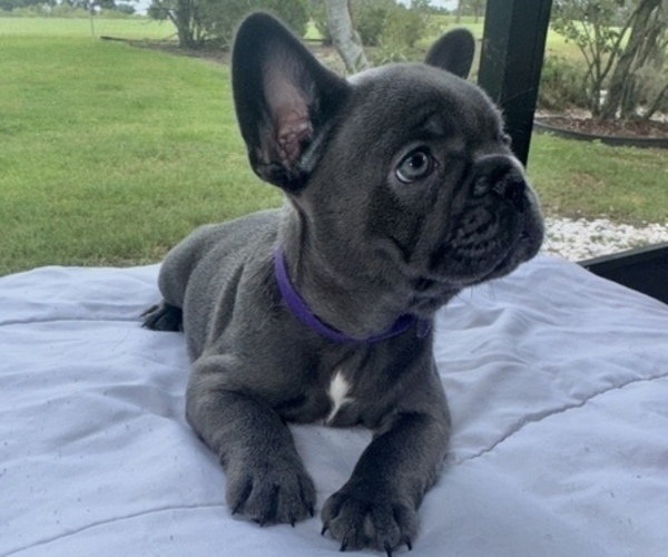 Medium Photo #5 French Bulldog Puppy For Sale in VALRICO, FL, USA