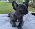 Small #4 French Bulldog