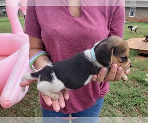 Beagle Puppy for sale in AND, SC, USA