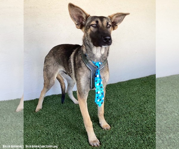 Medium Photo #2 German Shepherd Dog-Unknown Mix Puppy For Sale in San Diego, CA, USA