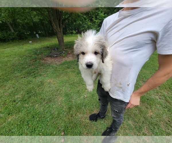 Medium Photo #4 Great Pyrenees Puppy For Sale in DENTSVILLE, MD, USA