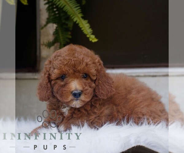 Medium Photo #2 Poodle (Miniature) Puppy For Sale in HONEY BROOK, PA, USA