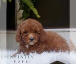 Small #1 Poodle (Miniature)