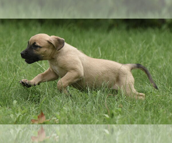 Medium Photo #9 Boxer-Unknown Mix Puppy For Sale in Mechanicsburg, PA, USA
