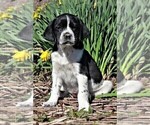 Small Photo #6 Labradinger Puppy For Sale in LISLE, NY, USA