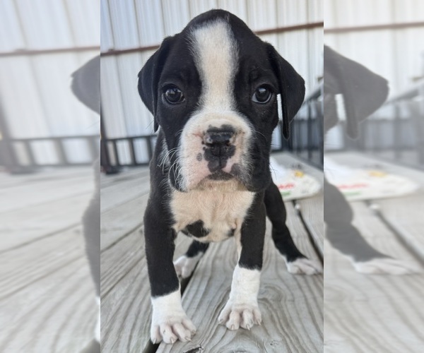 Medium Photo #2 Boxer Puppy For Sale in VICTORIA, TX, USA