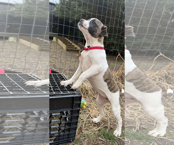 Medium Photo #3 Boston Huahua Puppy For Sale in Wakefield, RI, USA