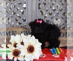 Small YorkiePoo