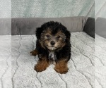 Small #2 YorkiePoo