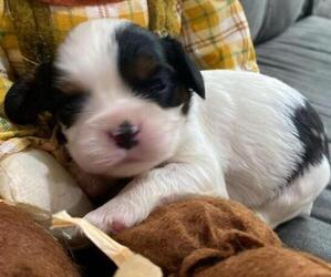 Cavalier King Charles Spaniel Puppy for sale in HICKORY, NC, USA