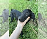Small #2 Flat Coated Retriever-Golden Retriever Mix