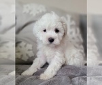 Small Photo #1 Maltipoo Puppy For Sale in SOUTHWICK, MA, USA