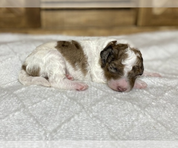 Medium Photo #6 Aussiedoodle Puppy For Sale in CONWAY, MO, USA