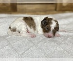 Small Photo #6 Aussiedoodle Puppy For Sale in CONWAY, MO, USA