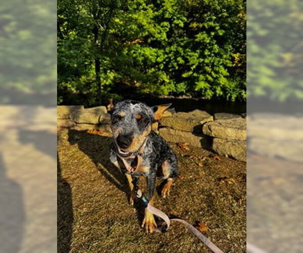 Medium Photo #6 Mutt Puppy For Sale in Garden City, NY, USA