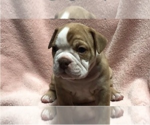 Bulldog Puppy for sale in COLUMBIA, SC, USA