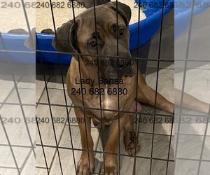 Mother of the Cane Corso puppies born on 06/11/2025
