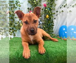 Small #6 Labrador Retriever Mix