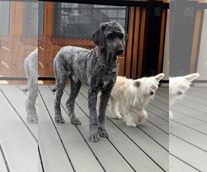 Valen - Male Sheepadoodle Dog for Adoption - Photo #5