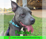 Small #4 American Pit Bull Terrier Mix