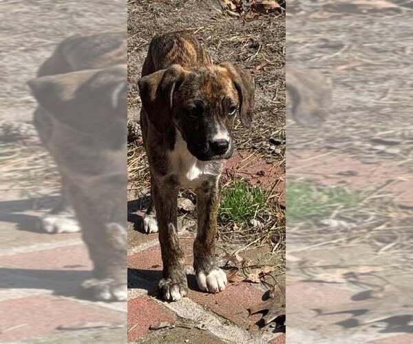 Medium Photo #12 Boxador Puppy For Sale in New York, NY, USA