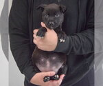 Small #3 Mutt