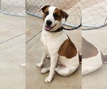 Small #5 American Pit Bull Terrier-American Staffordshire Terrier Mix