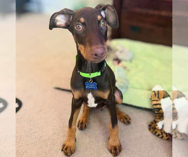 Medium Photo #6 Doberman Pinscher-Unknown Mix Puppy For Sale in Corona, CA, USA