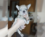 Small Photo #6 French Bulldog Puppy For Sale in ADRIAN, MI, USA