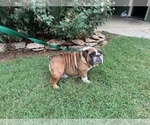 Small Photo #1 English Bulldog Puppy For Sale in OOLOGAH, OK, USA