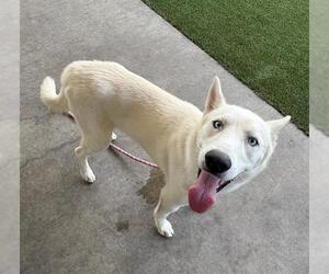 COLT - Male Siberian Husky-Unknown Mix Dog for Adoption - Photo #2