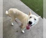 Small #1 Siberian Husky Mix