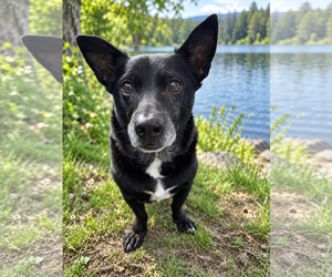 Mickey - Male Mutt Dog for Adoption - Photo #6