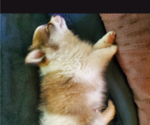 Small Photo #5 Pomeranian Puppy For Sale in EAU CLAIRE, WI, USA