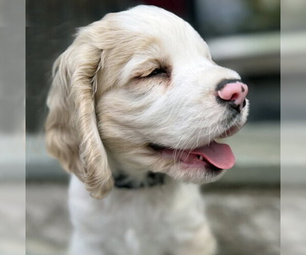 Medium Photo #3 Cocker Spaniel Puppy For Sale in Arlington, VA, USA