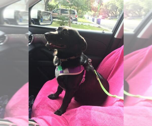 Medium Photo #1 Labrador Retriever-Pembroke Welsh Corgi Mix Puppy For Sale in San Antonio, TX, USA