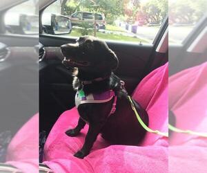 Labrador Retriever-Pembroke Welsh Corgi Mix Dogs for adoption in San Antonio, TX, USA